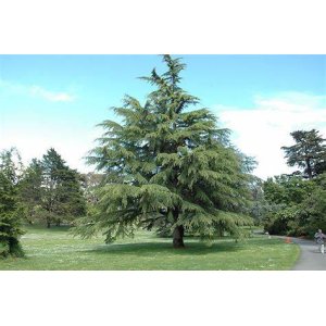 Céder himalájsky (Cedrus deodara) - výška 20-30 cm, kont. C3L (-23°C)